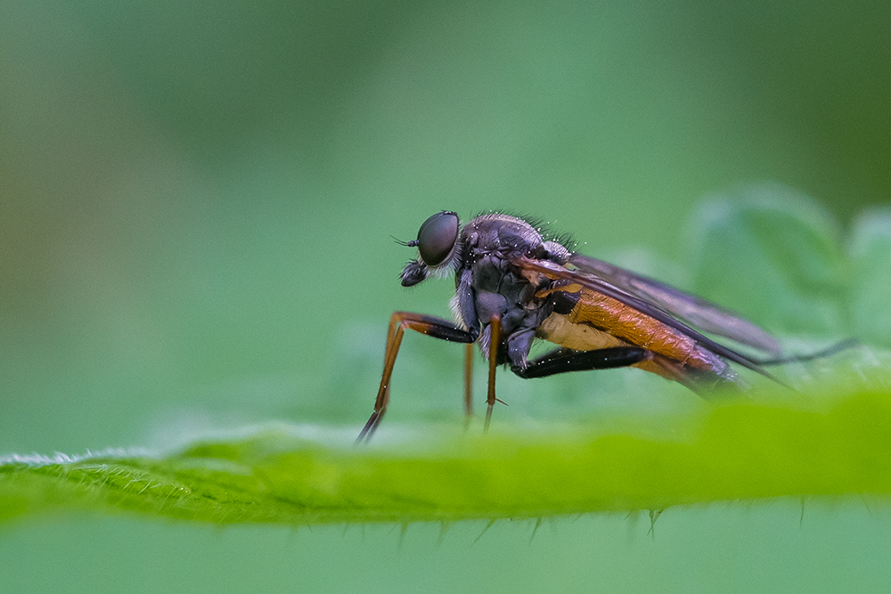 Schnepfenfliege