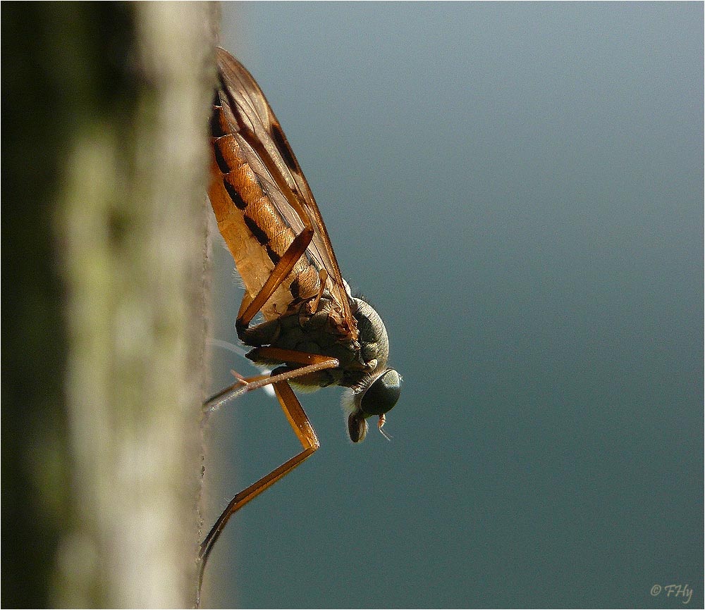 Schnepfenfliege auf der Lauer