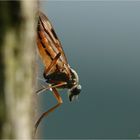 Schnepfenfliege auf der Lauer