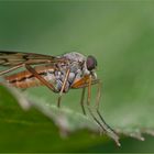 Schnepfenfliege auf´m Rand