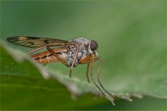 Schnepfenfliege auf´m Rand