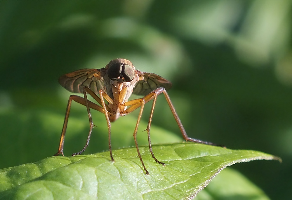 Schnepfenfliege