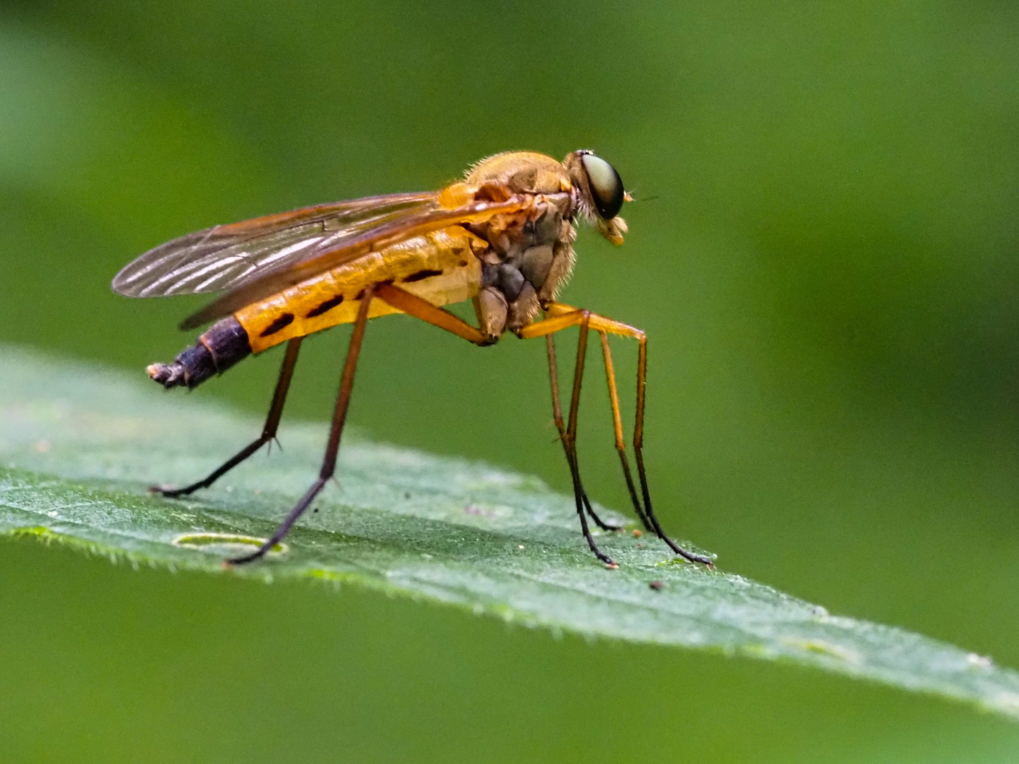 Schnepfenfliege 