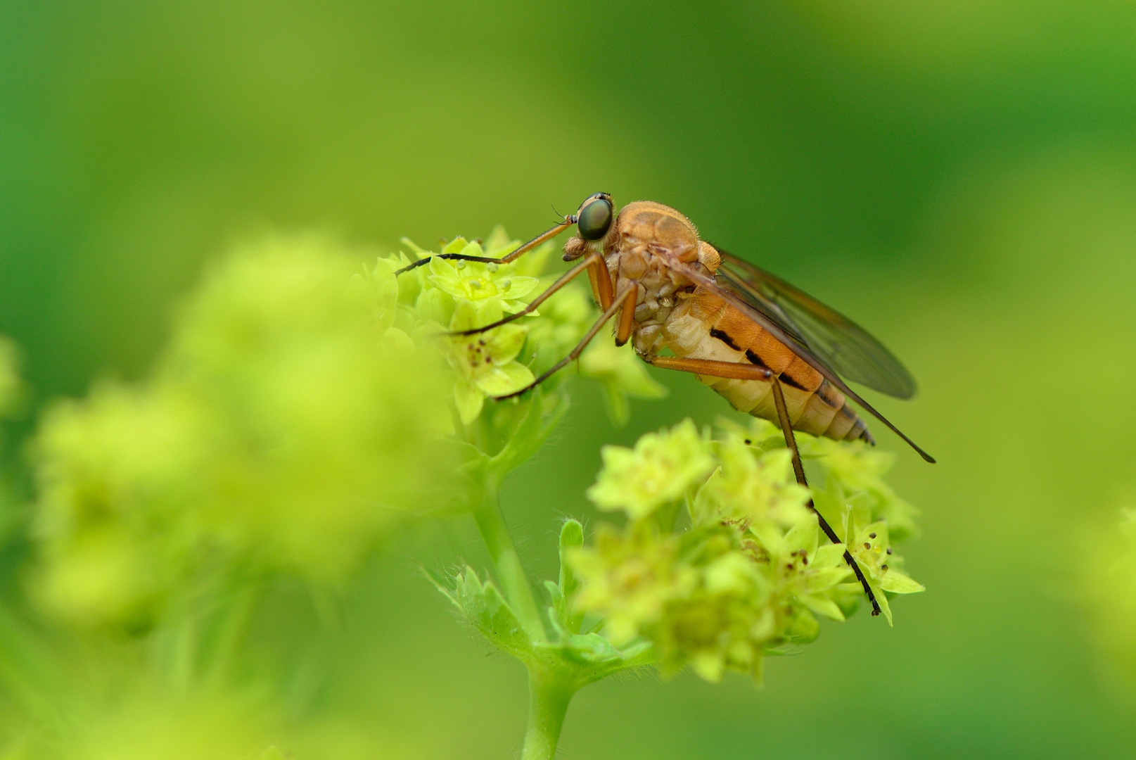 Schnepfenfliege...