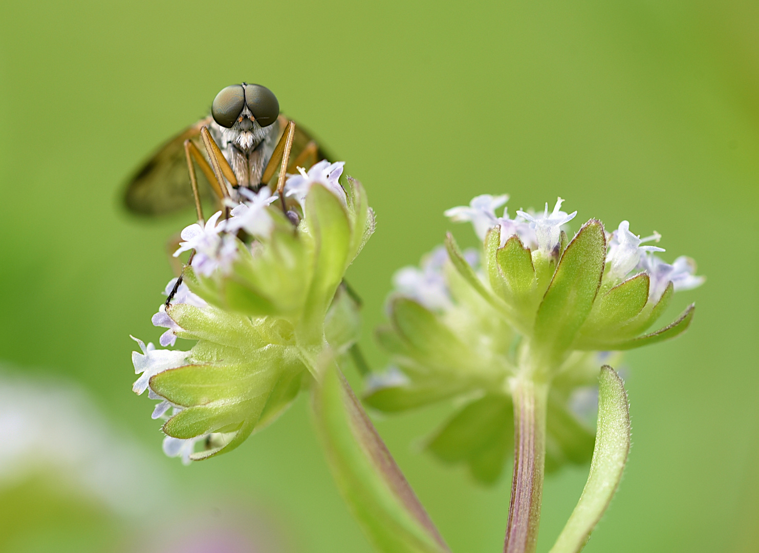 Schnepfenfliege