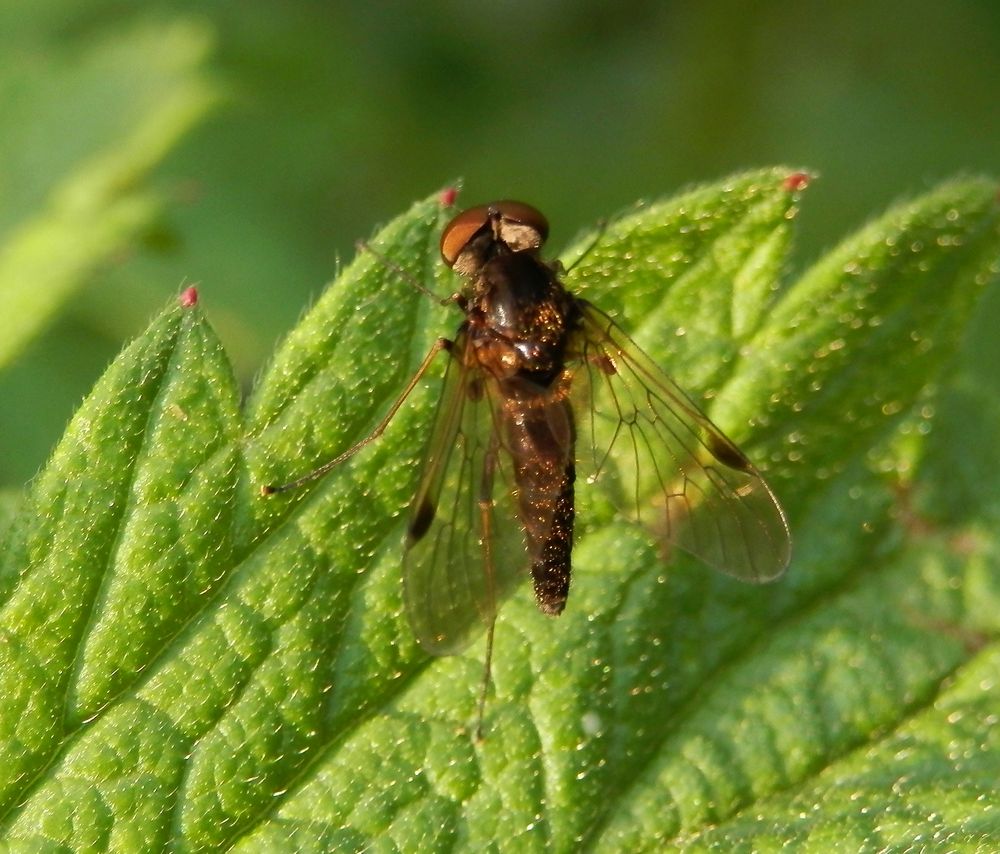 Schnepfenfliege Chrysopilus cristatus