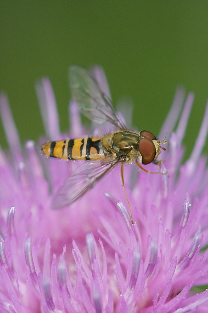 Schnepfenfliege