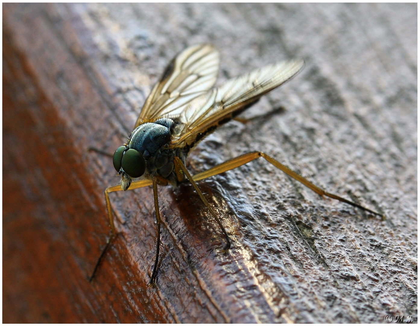 Schnepfenfliege