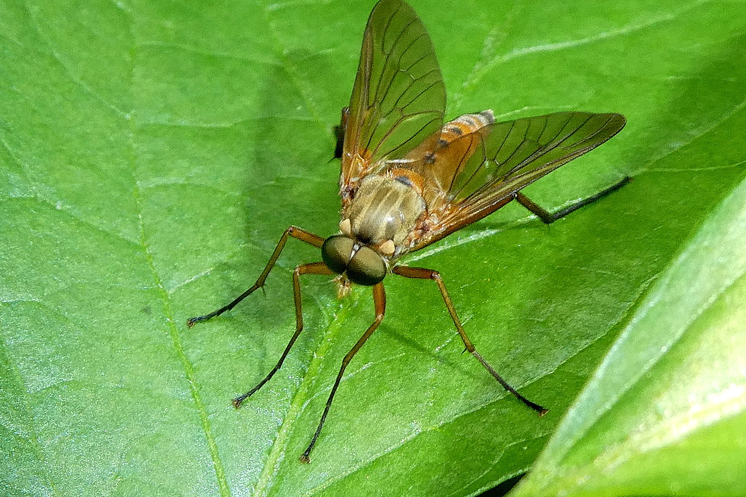 Schnepfenfliege