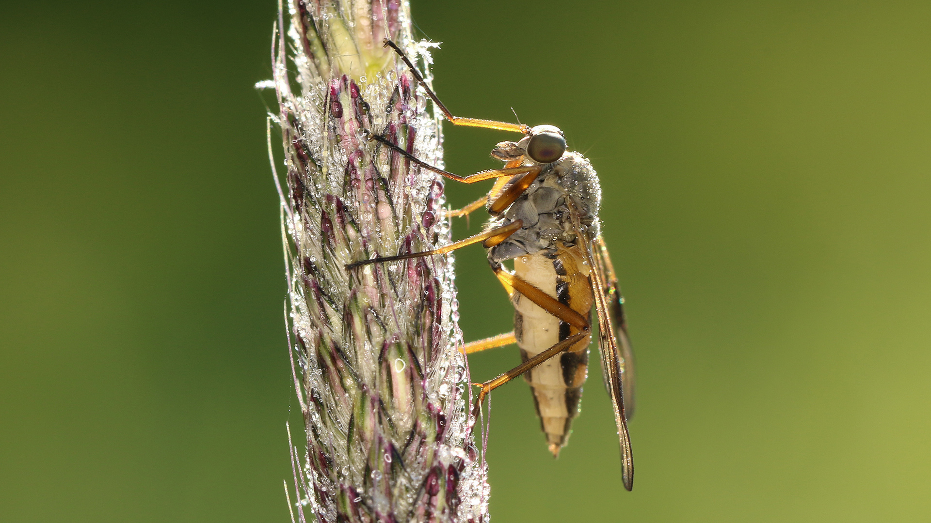 Schnepfenfliege... 