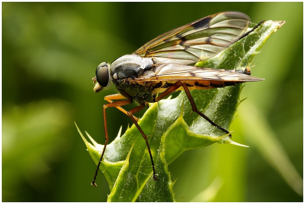 Schnepfenfliege ...