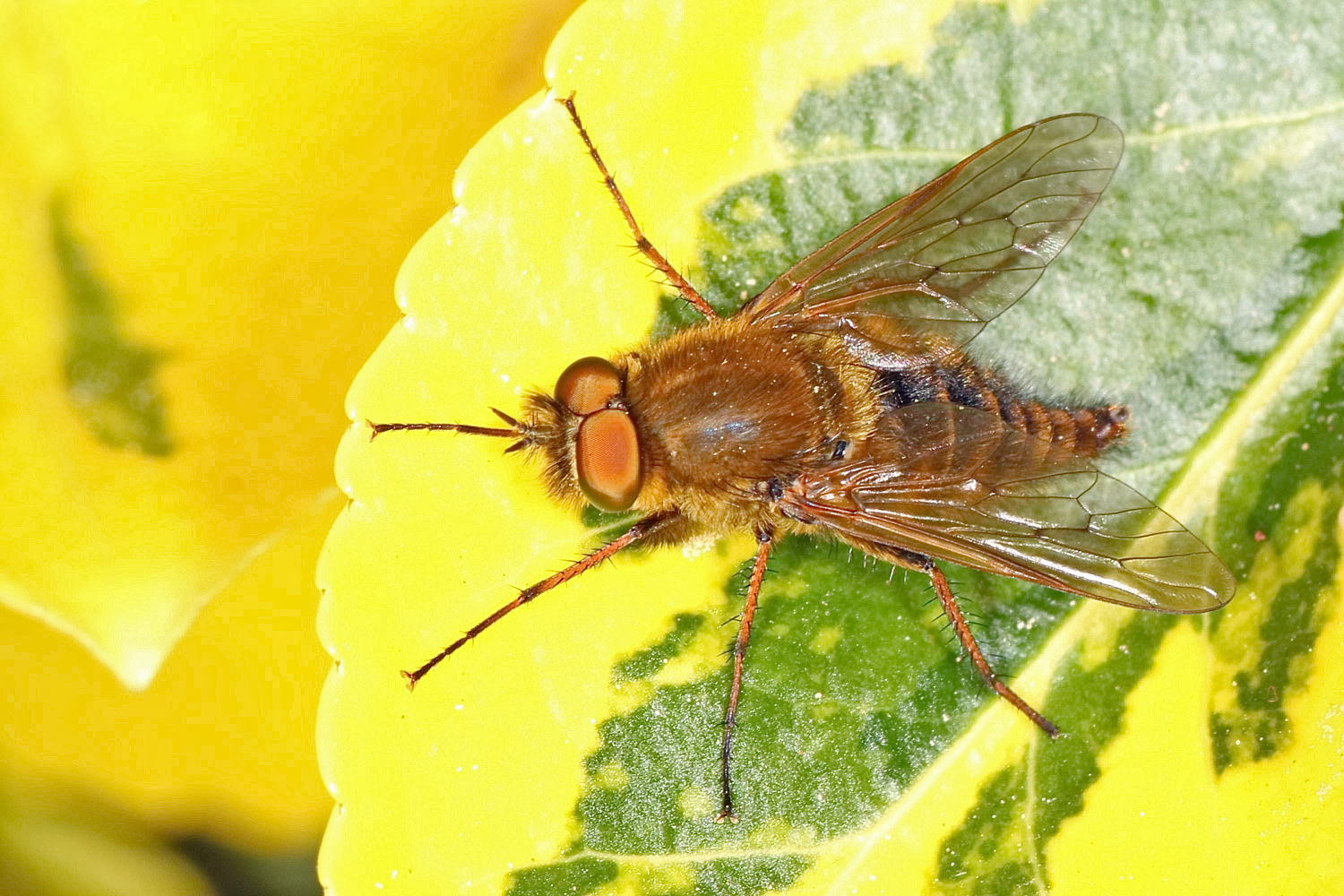 Schnepfenfliege