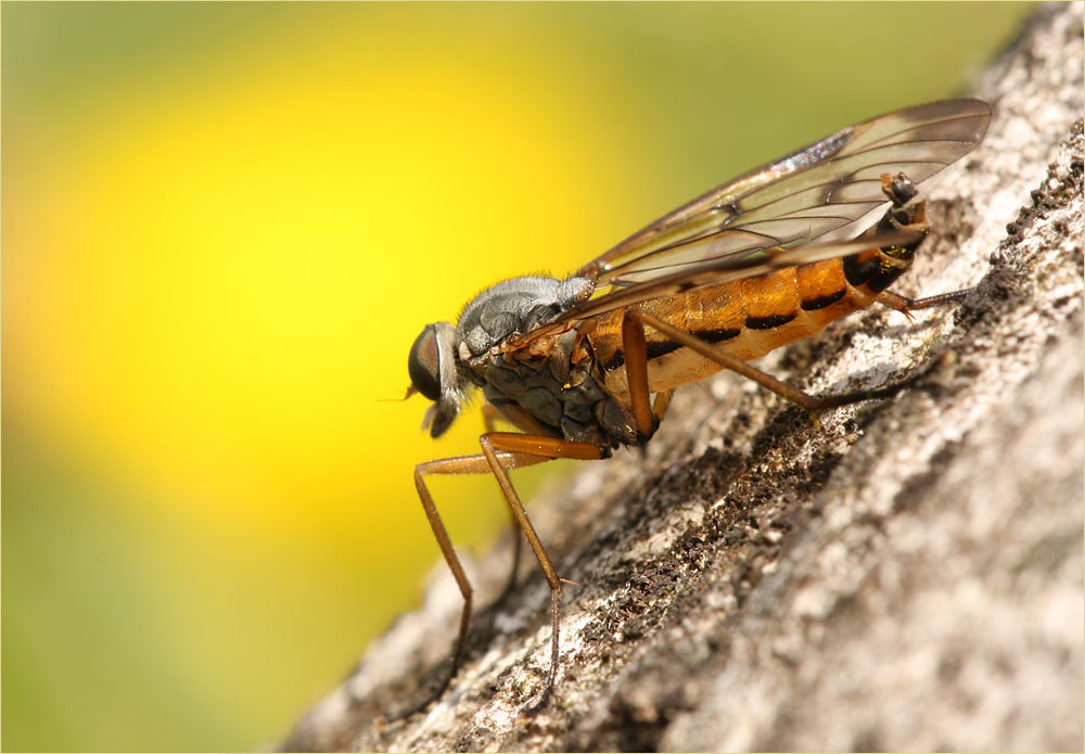 Schnepfenfliege