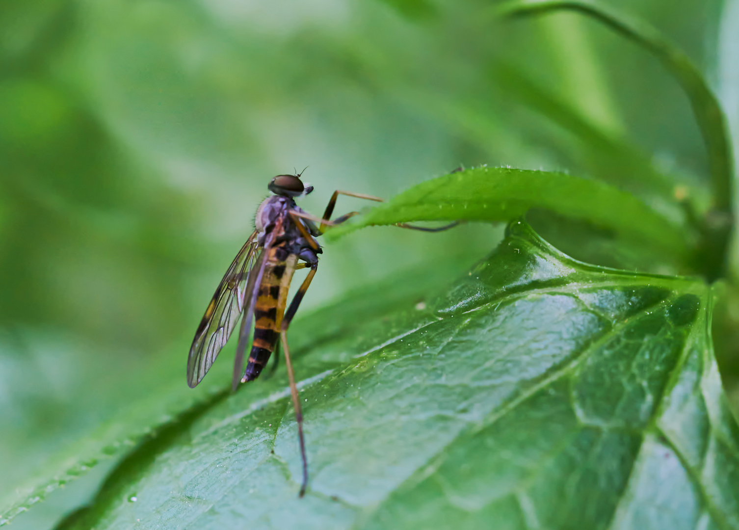 Schnepfenfliege 