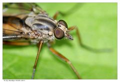 Schnepfenfliege II