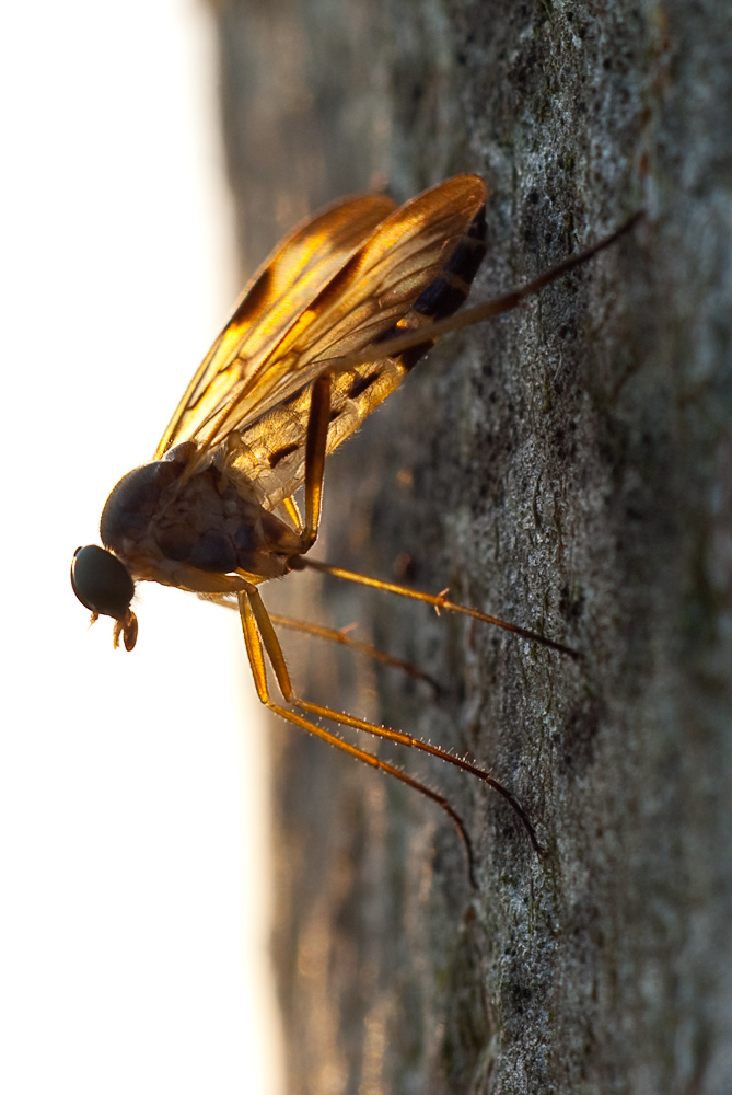 Schnepfenfliege im Gegenlicht