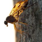 Schnepfenfliege im Gegenlicht