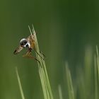 Schnepfenfliege im Gerstenfeld