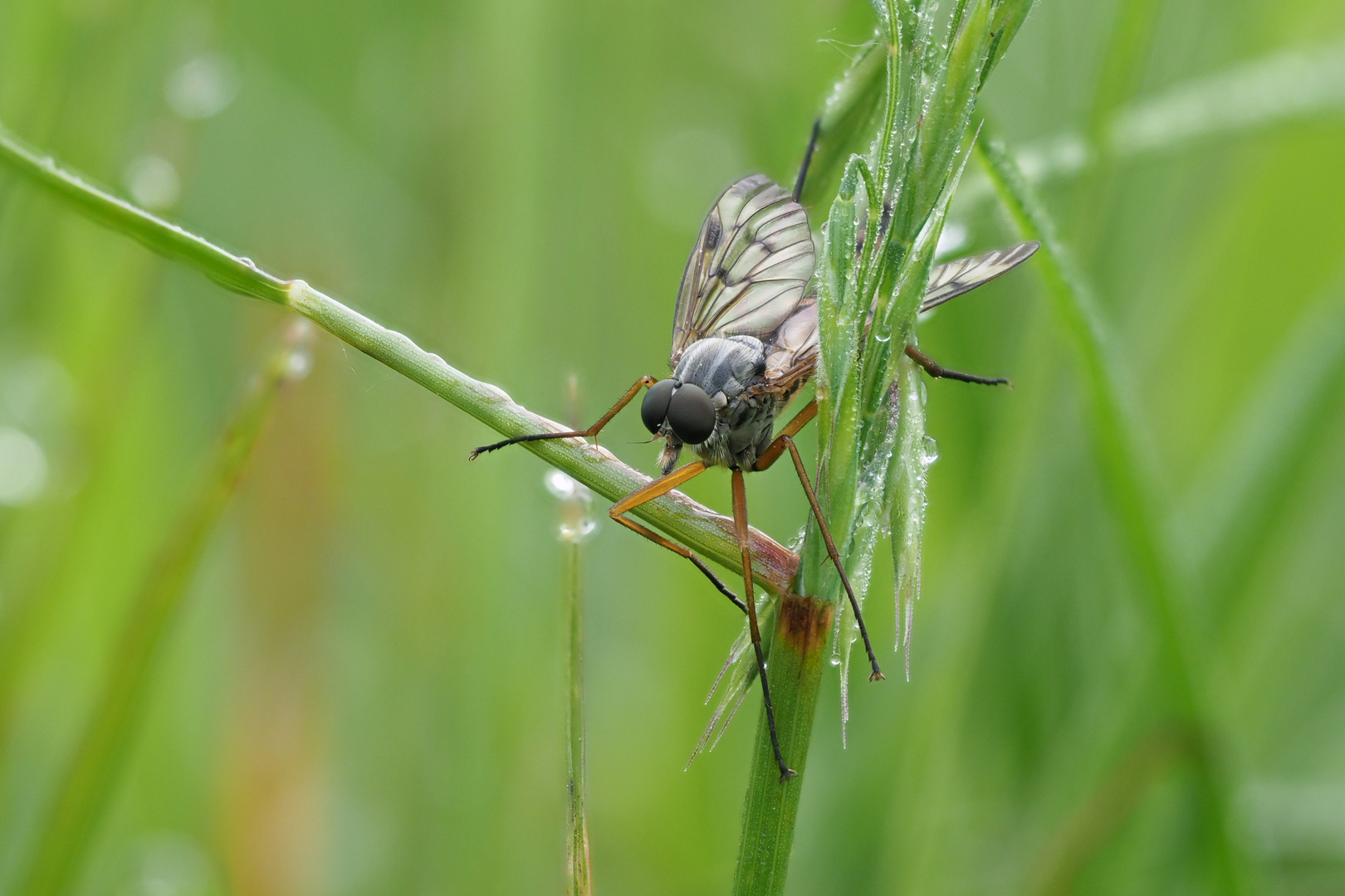 Schnepfenfliege im Gras