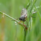 Schnepfenfliege im Gras