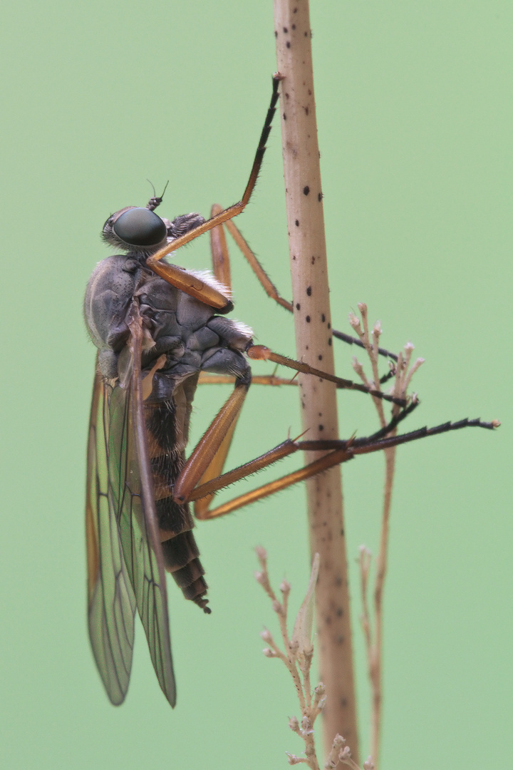 Schnepfenfliege in der Moosschwaige