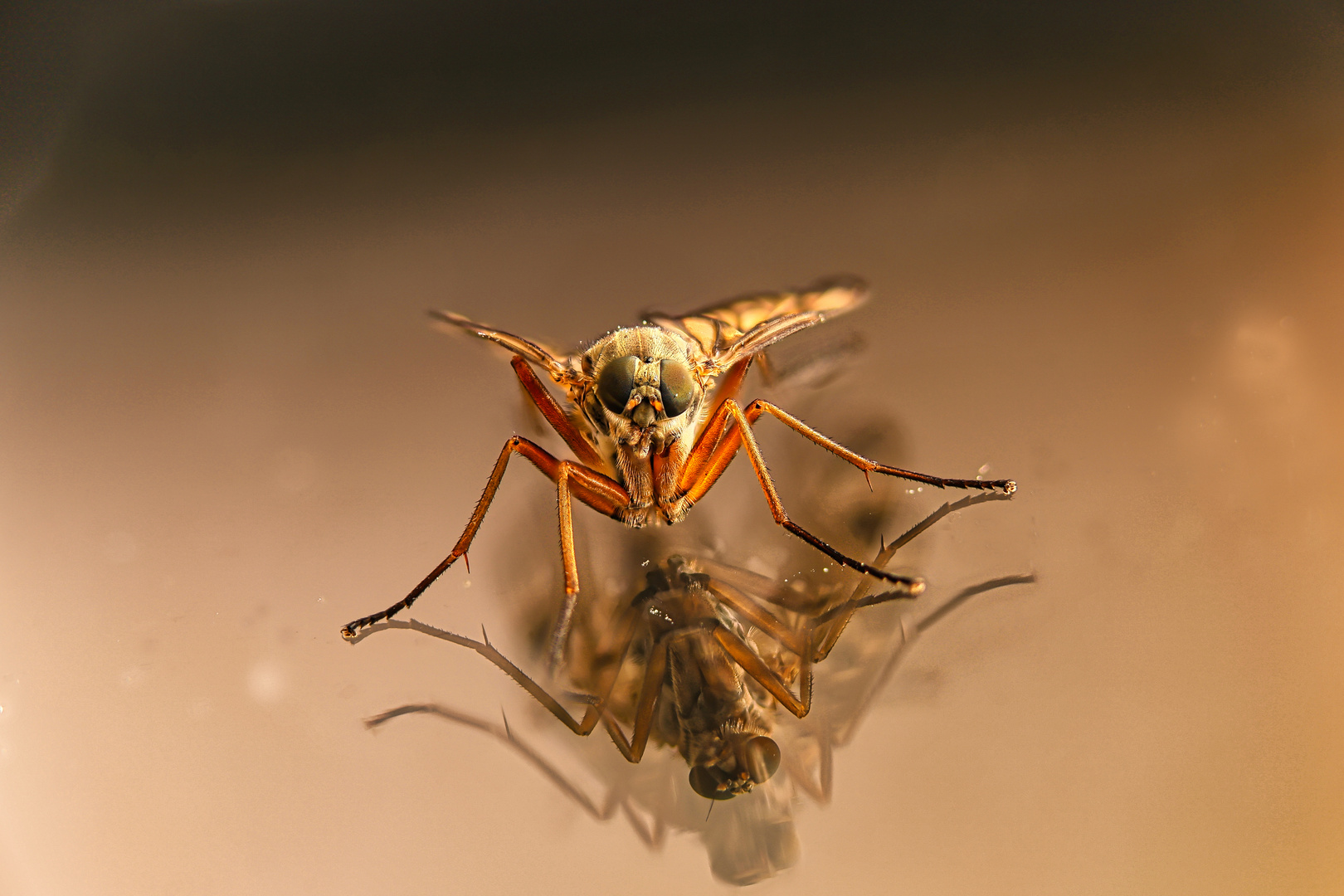 Schnepfenfliege mit Spiegelung