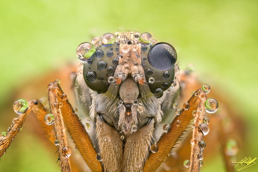 Schnepfenfliege mit Tautropfen