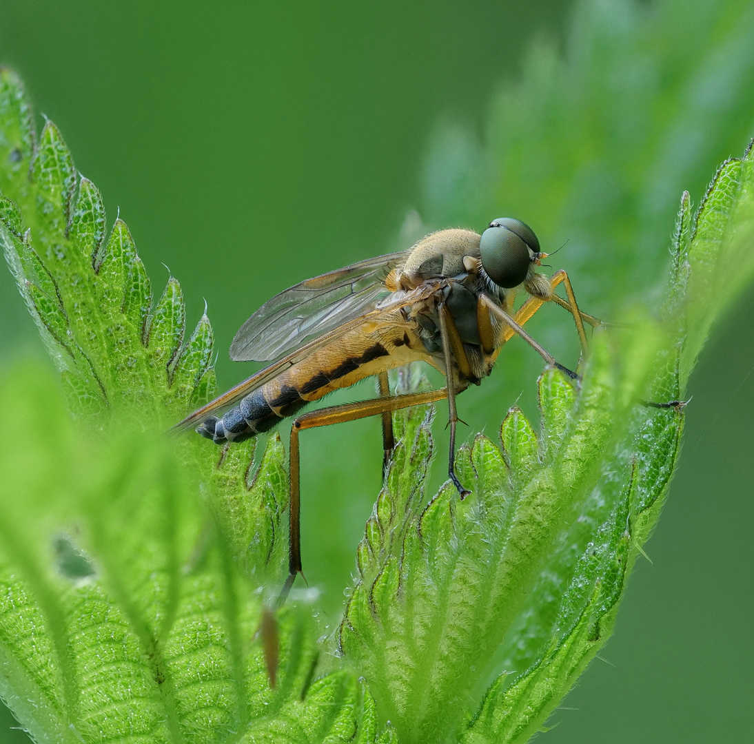 Schnepfenfliege - Rhagio immaculatus