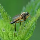 Schnepfenfliege - Rhagio immaculatus