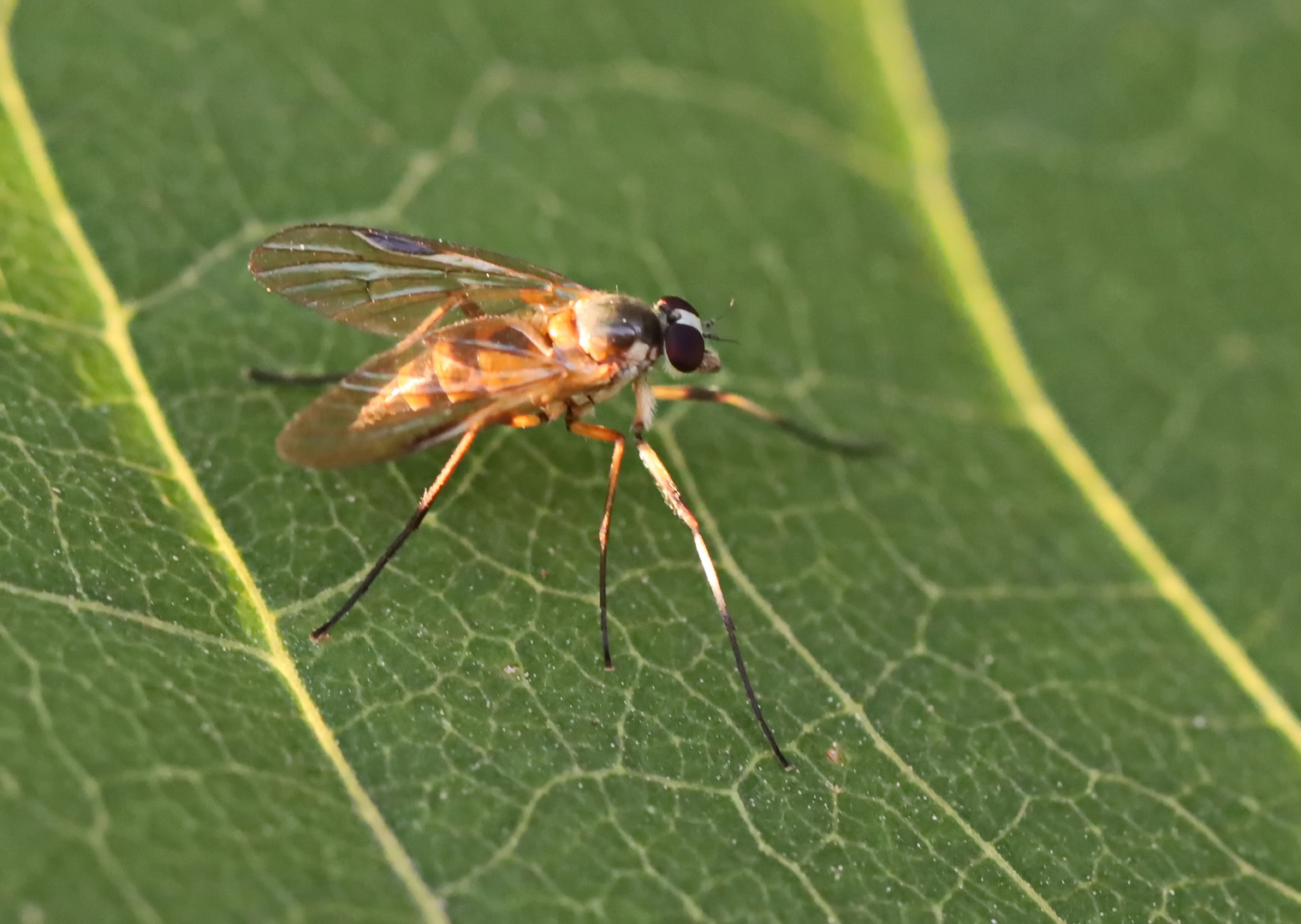 Schnepfenfliege Rhagio lineola