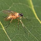 Schnepfenfliege Rhagio lineola