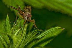 Schnepfenfliege (Rhagio scolopaceus)