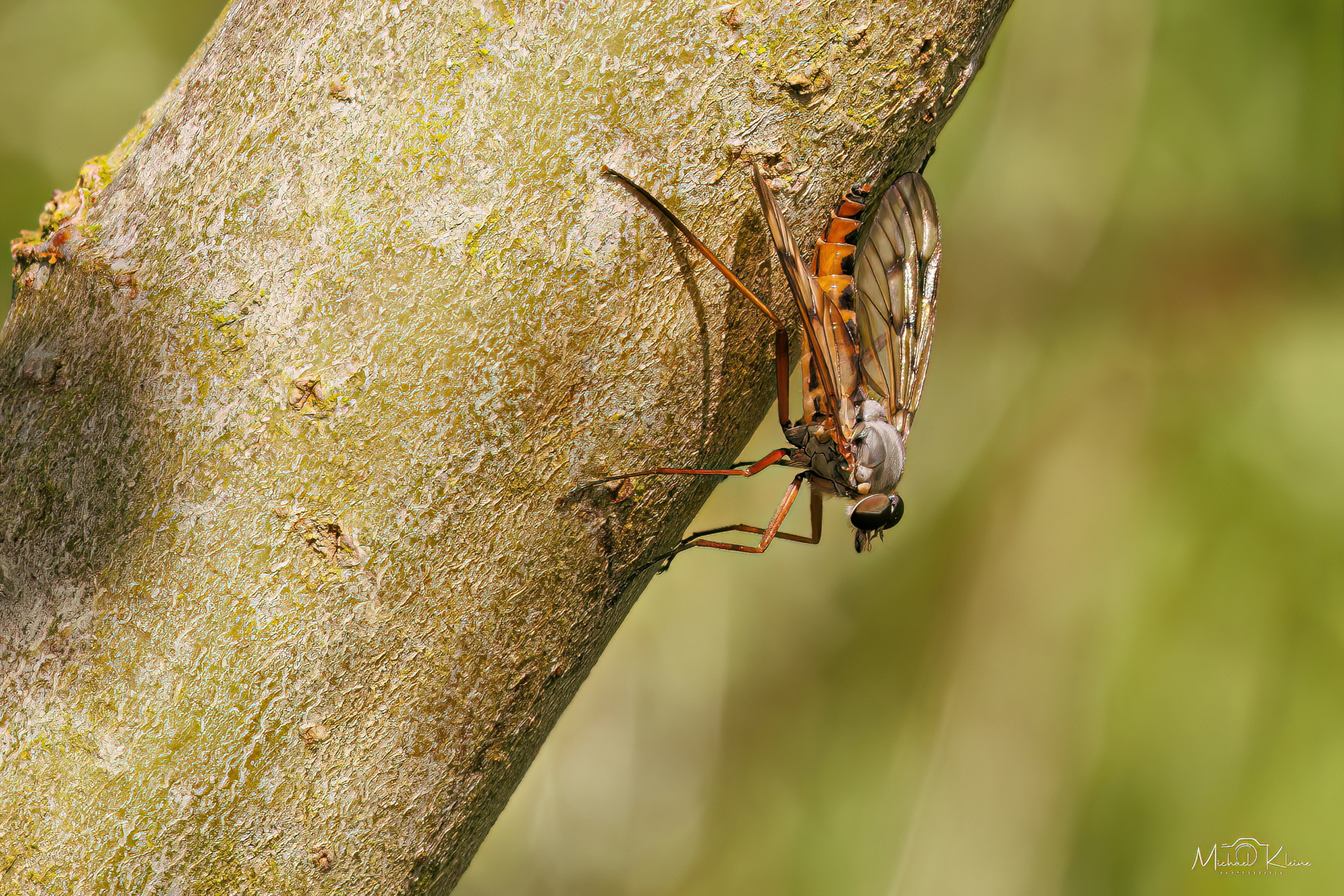 Schnepfenfliege (Rhagio scolopaceus)