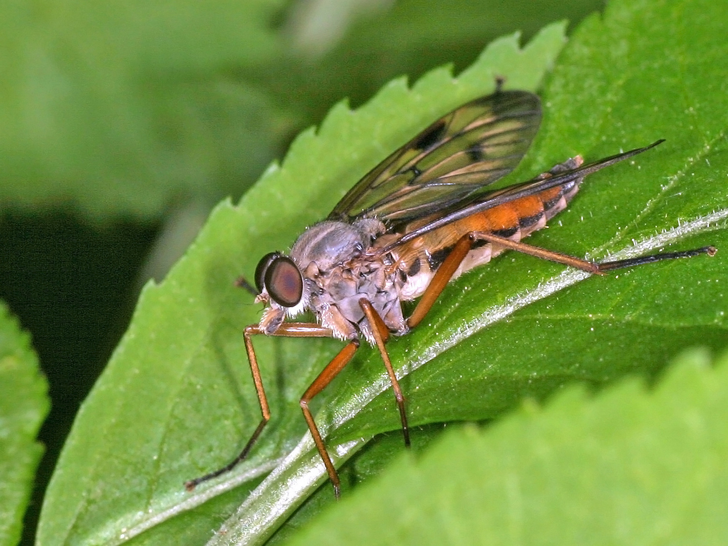 Schnepfenfliege (Rhagio scolopaceus)......