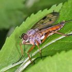 Schnepfenfliege (Rhagio scolopaceus)......