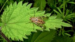 Schnepfenfliege Rhagio scolopaceus