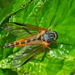 Schnepfenfliege (Rhagio tringarius oder vitripennis?) (2) - Le leptis pointillé.