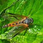 Schnepfenfliege (Rhagio tringarius oder vitripennis?) (2) - Le leptis pointillé.