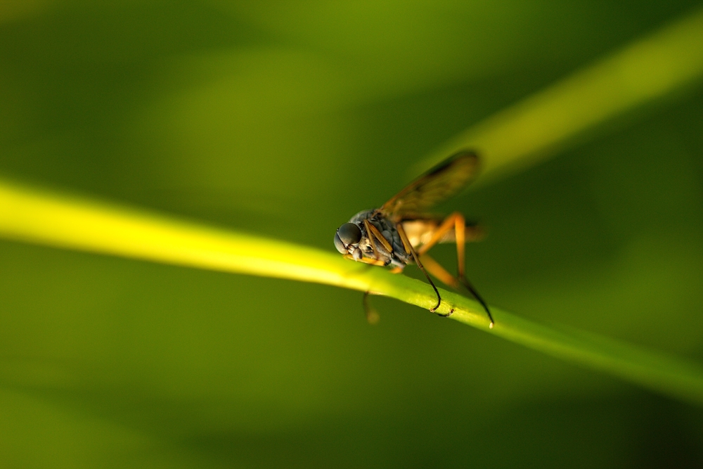 Schnepfenfliege ( Schnepfenmodel )