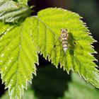 Schnepfenfliege,Chrysopilus asiliformis-w (Doku)