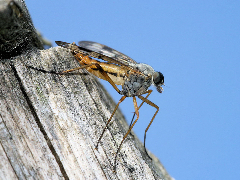 Schnepfenfliegen.............