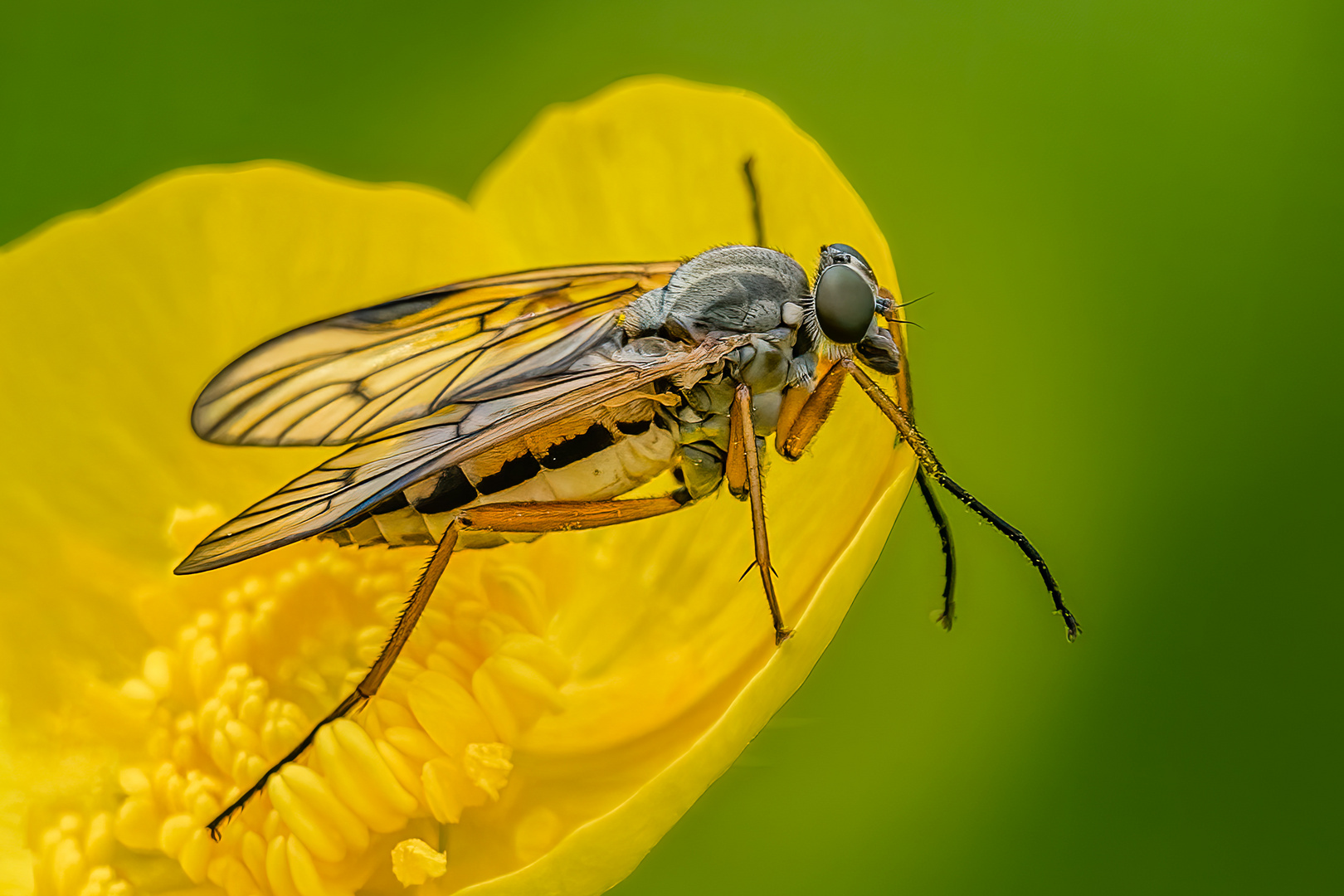 Schnepfenfliegen