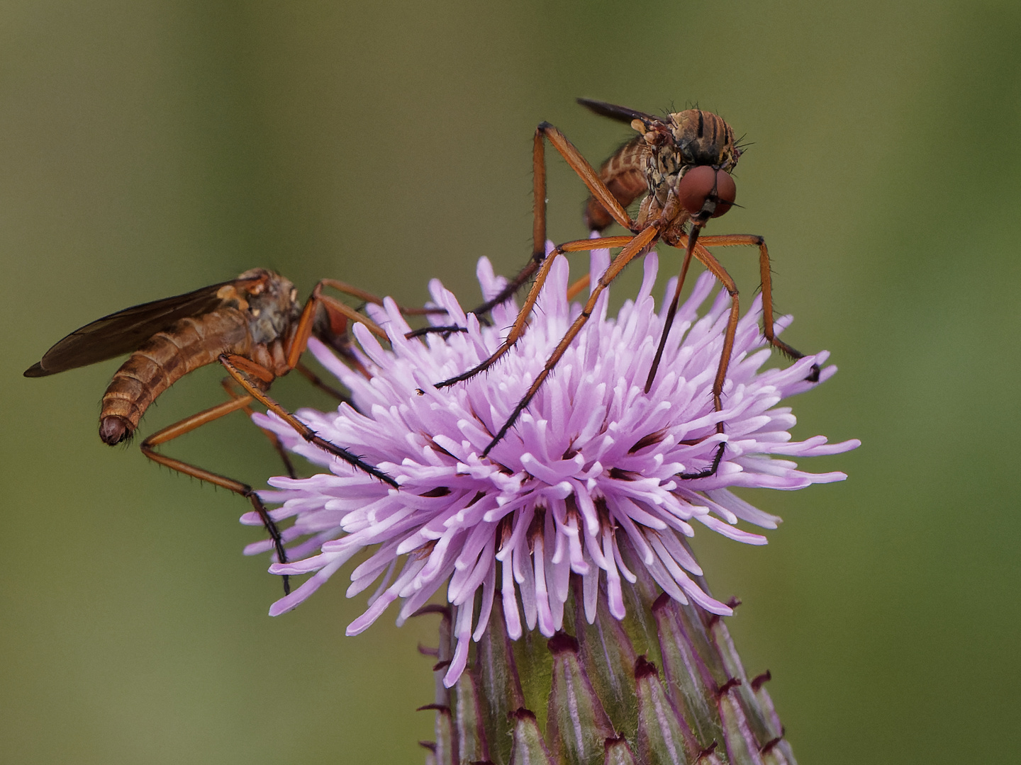 Schnepfenfliegen an der Diestel