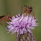 Schnepfenfliegen an der Diestel