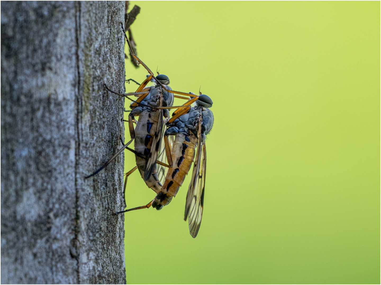 Schnepfenfliegen-Kopula