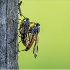 Schnepfenfliegen-Kopula