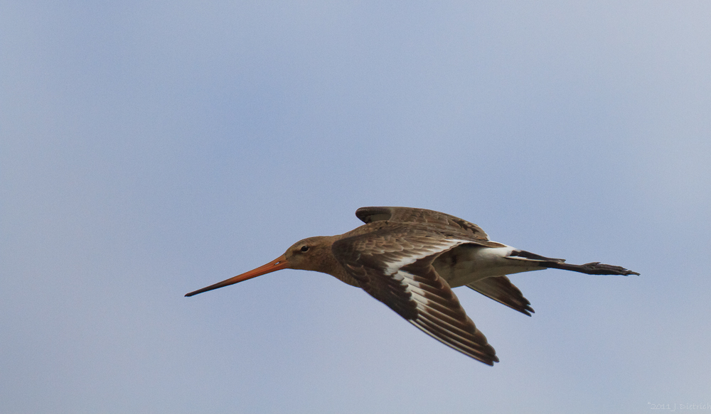 Schnepfenflug