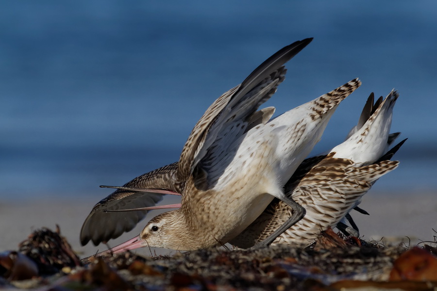 Schnepfenkrieg auf Helgoland