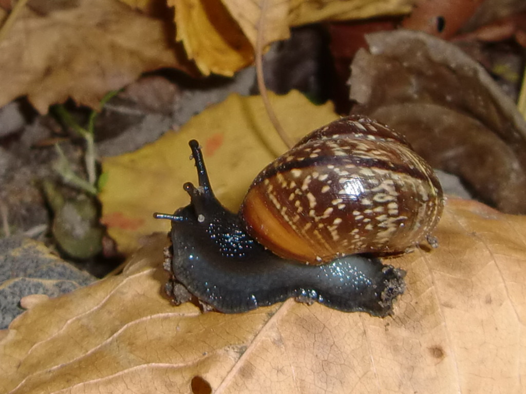 "Schnicke, Schnecke, Schniere" -- Im Garten war Besuch aus Afrika .. :)