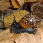 "Schnicke, Schnecke, Schniere" -- Im Garten war Besuch aus Afrika .. :)